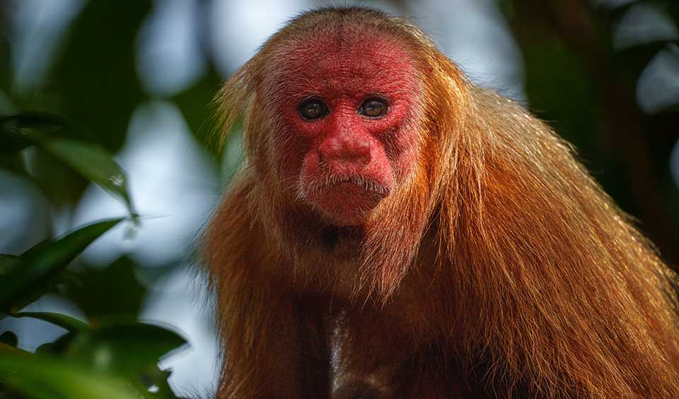 Bald uakari facts, distribution & population | BioDB